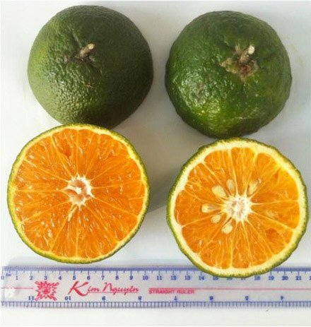 Trái cam sành KH LĐ 6 so với trái cam sành thường.