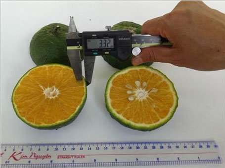Thịt quả có màu vàng cam, vị ngọt chua.