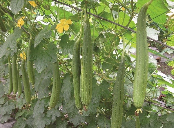Cach tri benh tu muop hinh anh 1