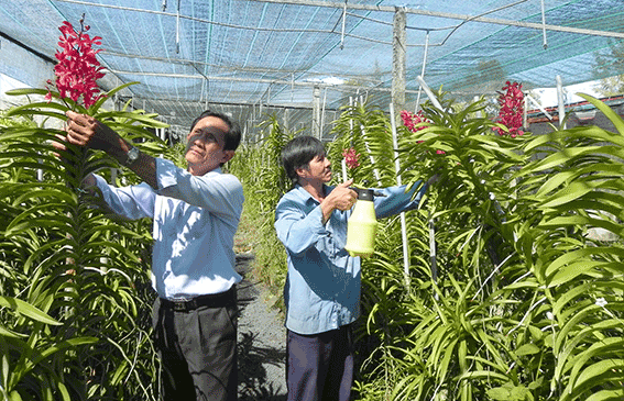 Nhờ có thực hiện được phương pháp cấy mô, vườn lan Minh Ngân đã tiết kiệm được 20-30%