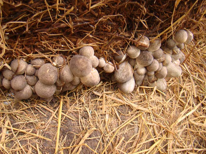 Thời vụ trồng nấm rơm